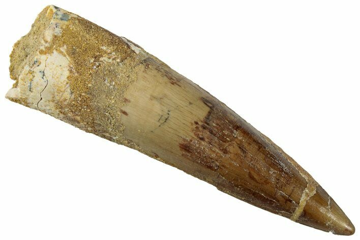 Fossil Spinosaurus Tooth - Real Dinosaur Tooth #318997